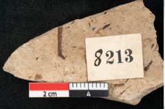 Foto (Detailansicht) von Callitris brongniartii Endl. (NHMW-GEO-2024-0188-8213)
